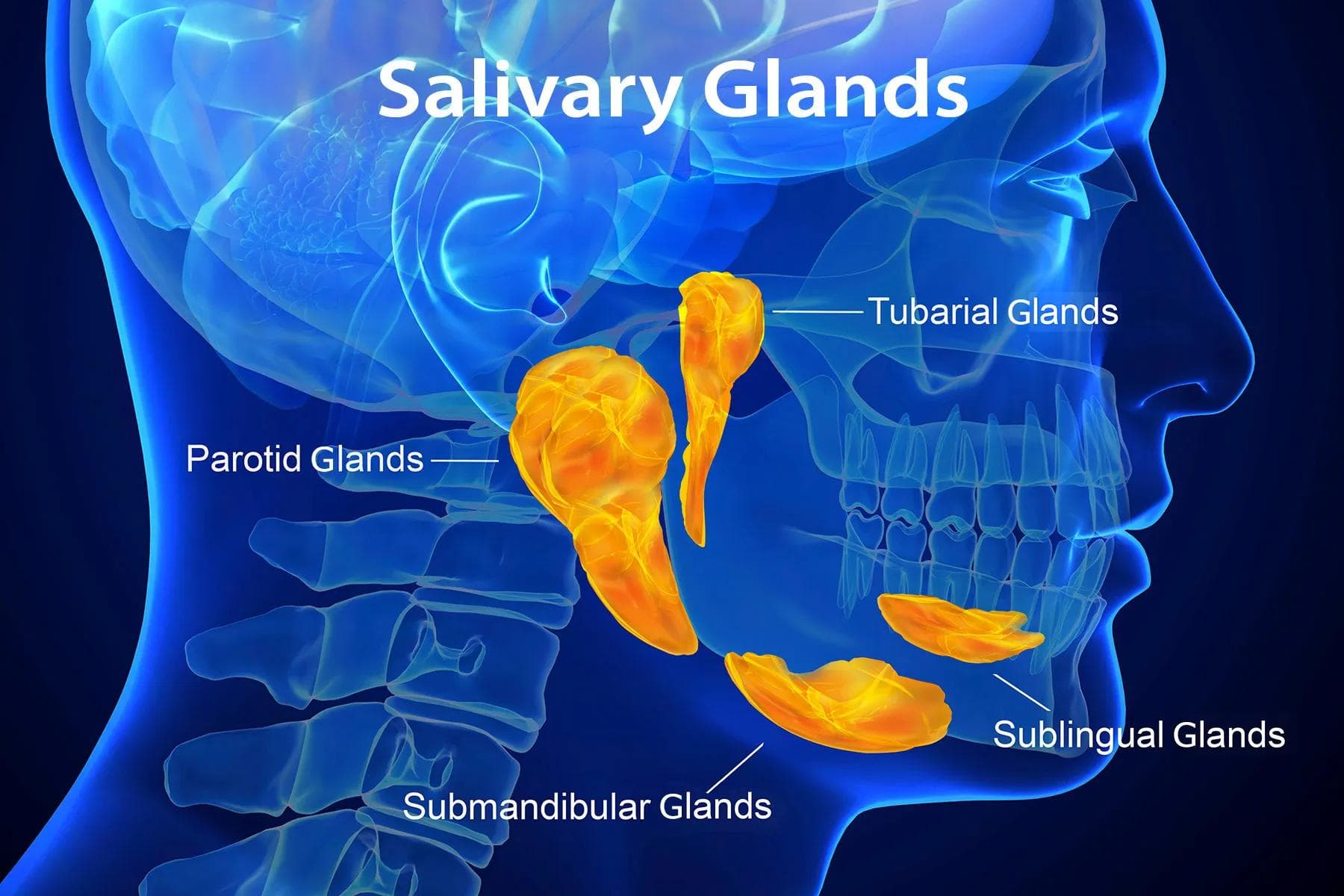 Adenoid Cystic Carcinoma ribbon